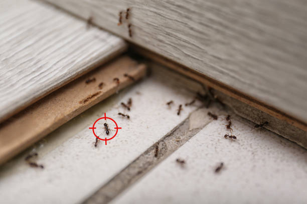 Wasp Removal Services in Villa Rica, GA