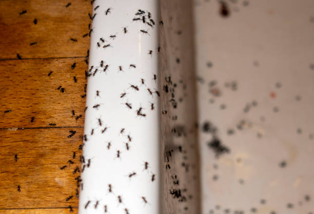 Best Emergency Pest Control  in Villa Rica, GA
