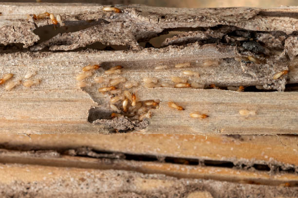 Best Pest Removal Services  in Villa Rica, GA